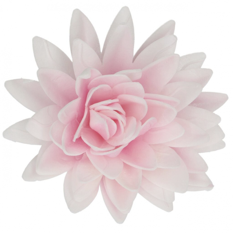 Flor Comestível Peónia Rosa Ombre