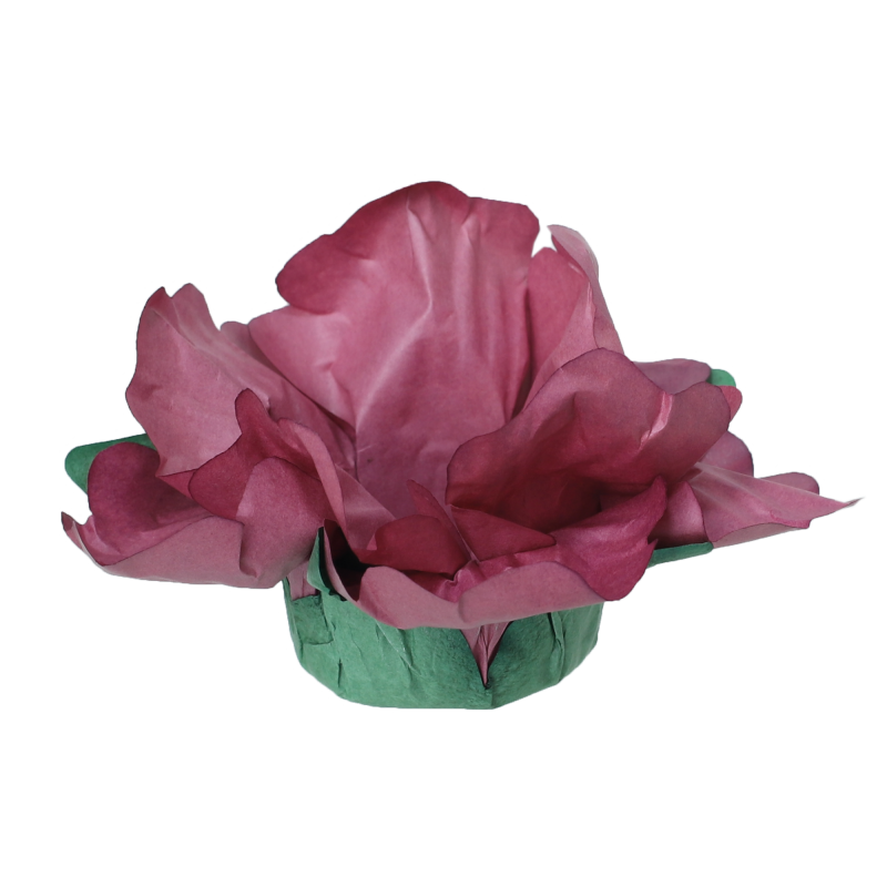 24 Forminhas Hibisco Marsala