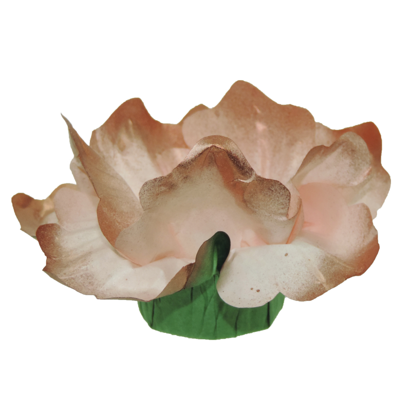 24 Forminhas Hibisco Duquesa