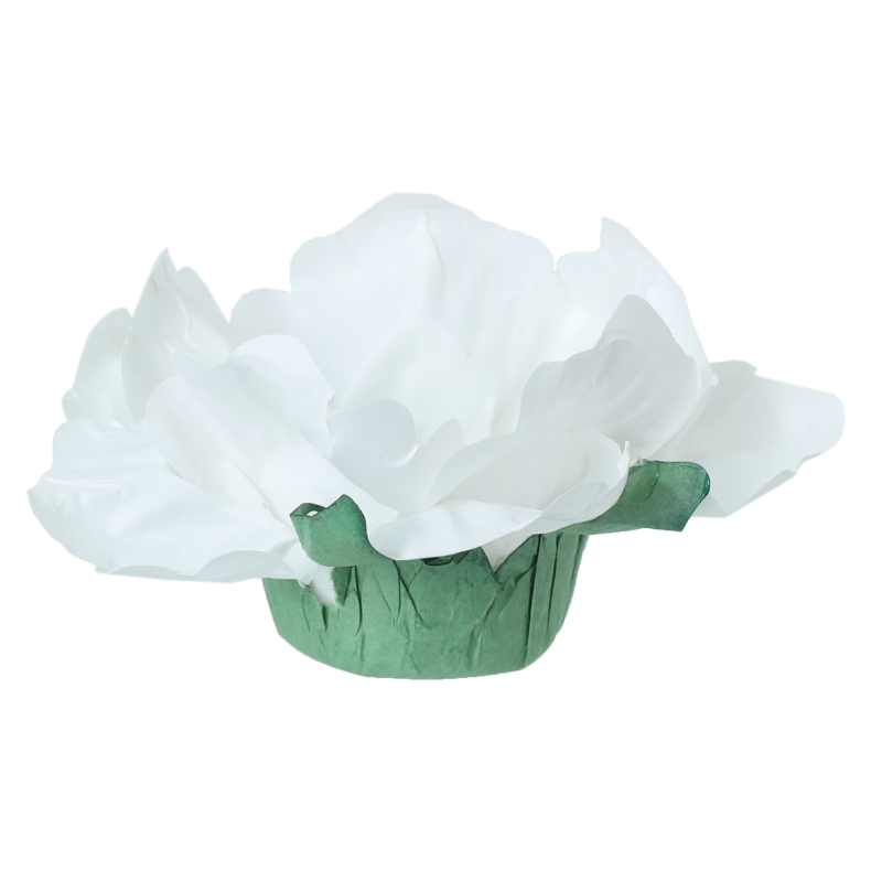 24 Forminhas Hibisco Branco