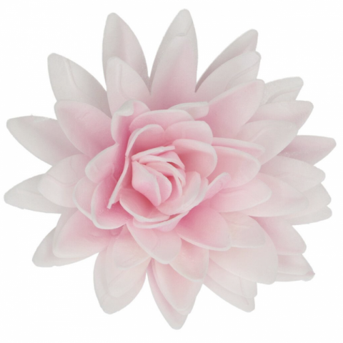 Flor Comestível Peónia Rosa Ombre